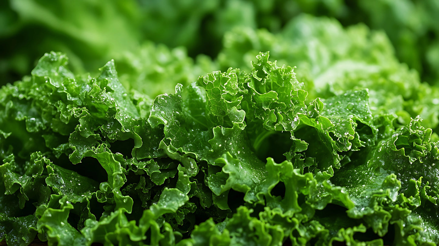 Laitue frisée - Two Star