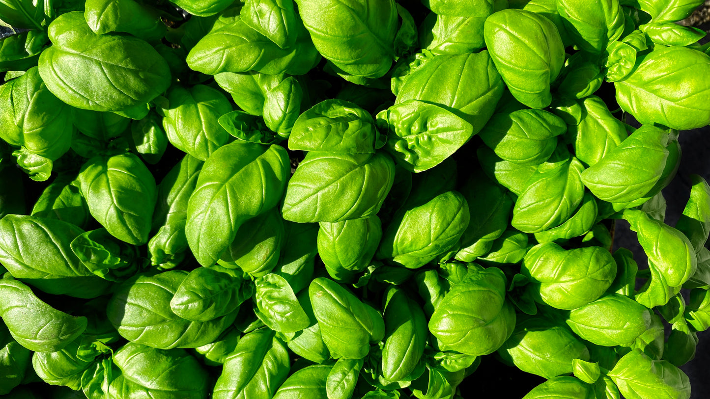 Basilic - Sweet Basil
