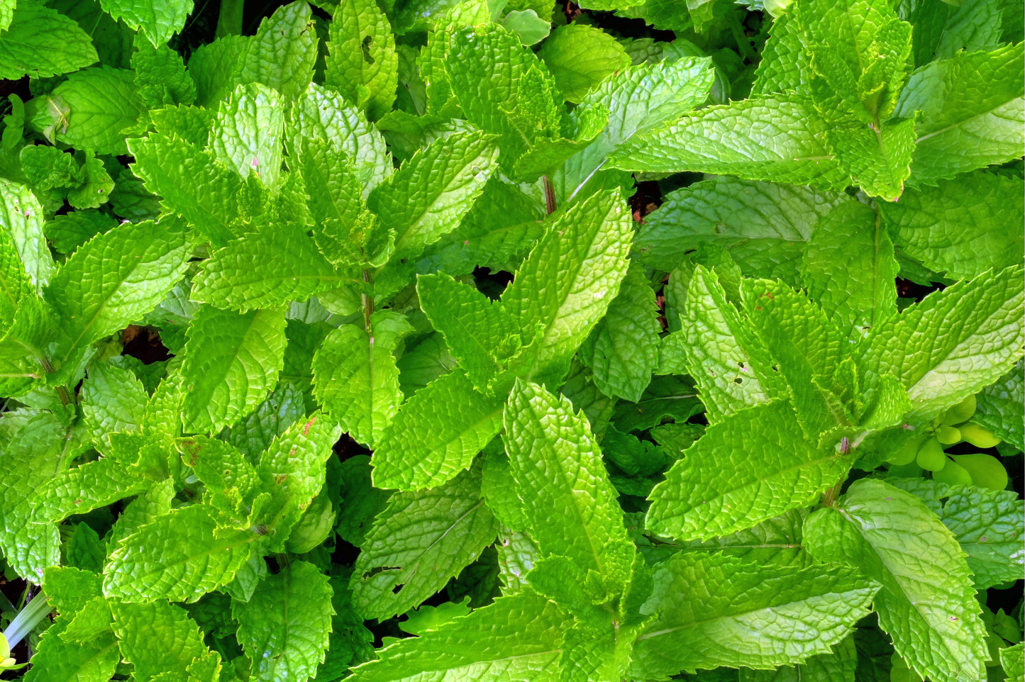 Menthe verte