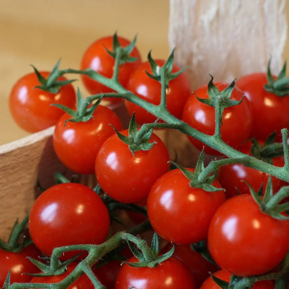 Tomate cerise - Sweet Hundred