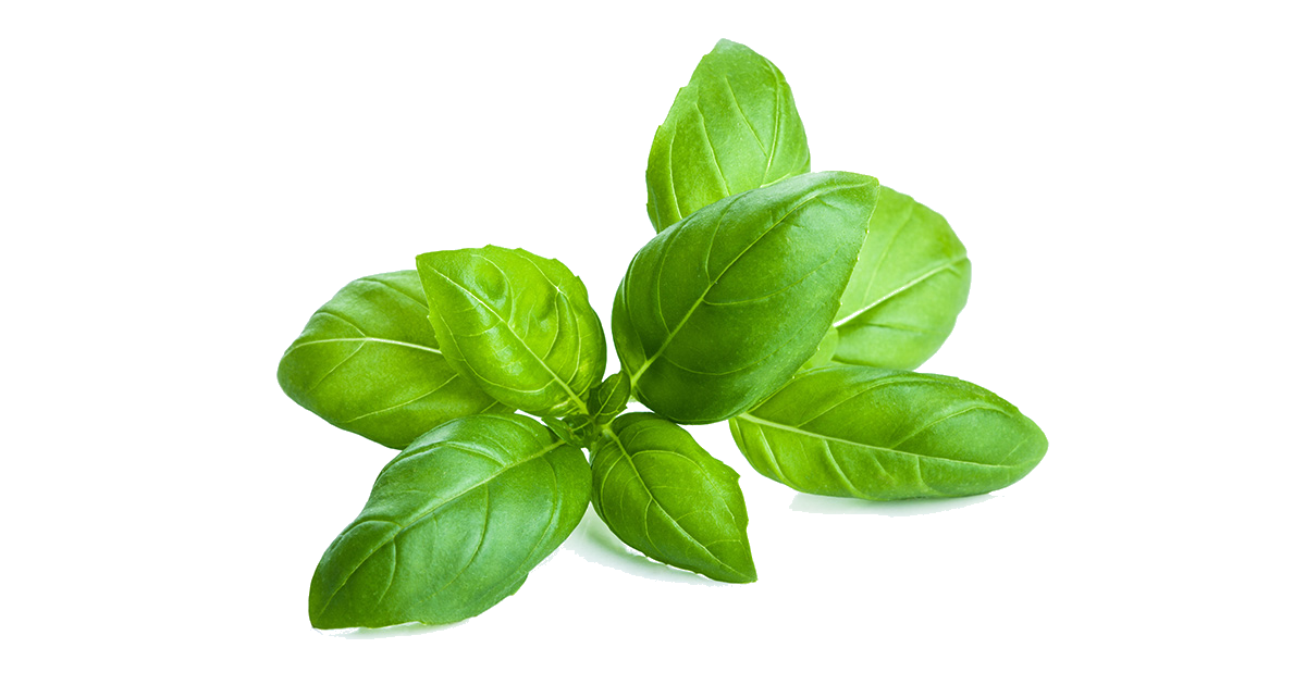 Basilic / un