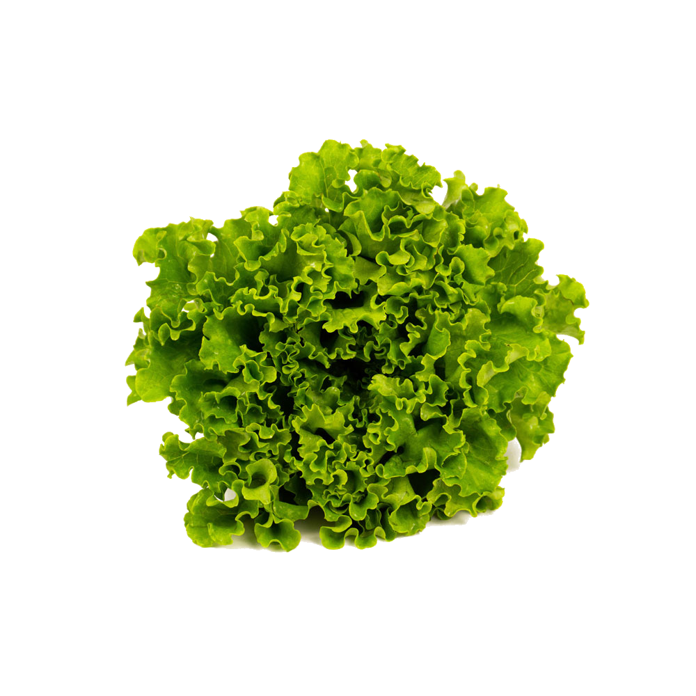 Laitue Frisée Verte / un