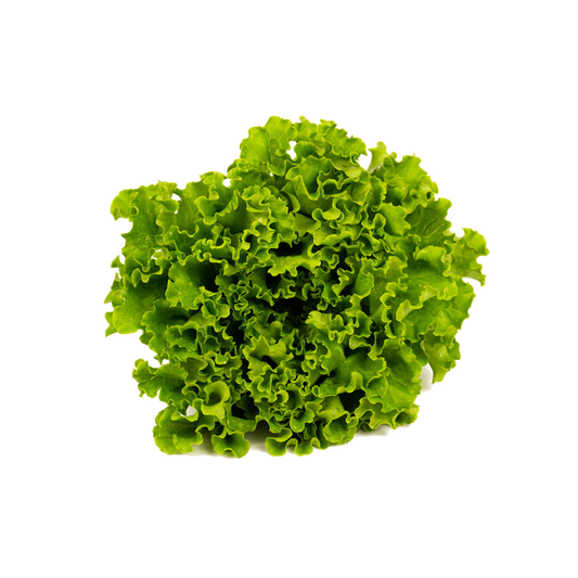 Laitue Frisée Verte / un