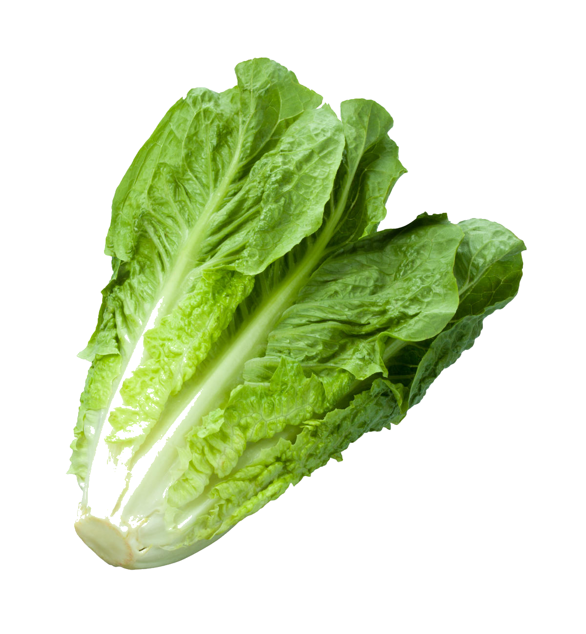 Laitue Romaine / un