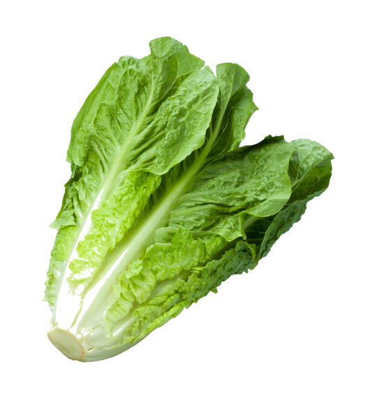 Laitue Romaine / un