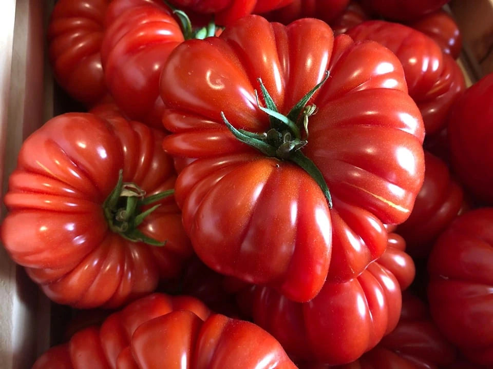 Tomate - Big Beef