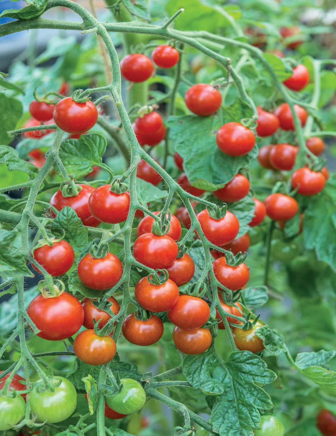 Tomate Cerise - Sweet Million