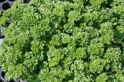 Plants Satellite