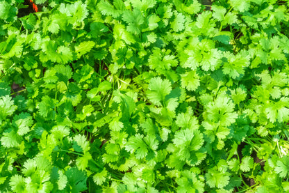 Plants Satellite