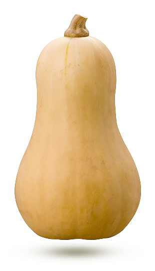 Courge butternut / un