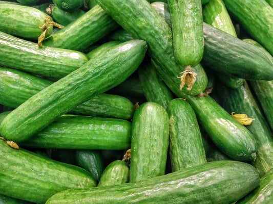 Concombre libanais - Mercury